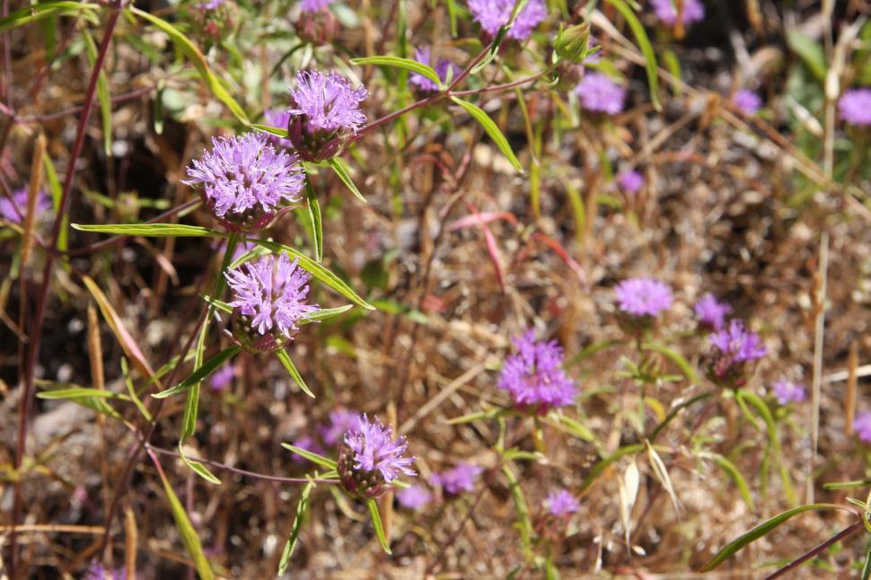 Free Image of Purple clover 