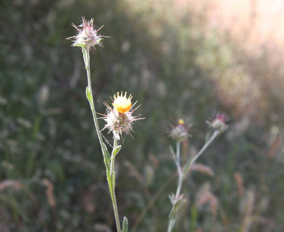 Free Image of Star thistle 