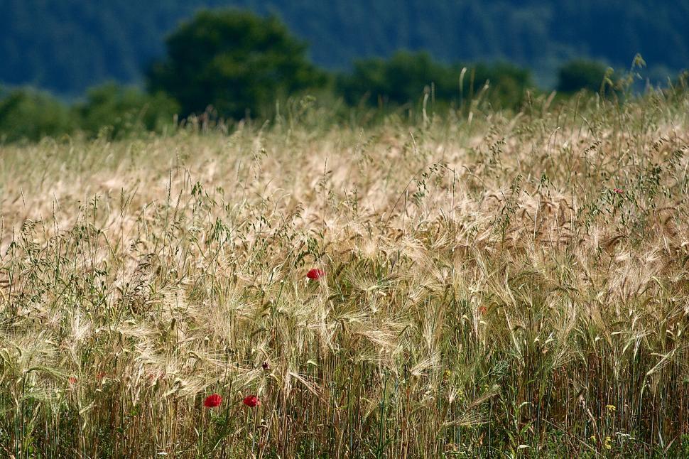 Free Image of Wheat field 