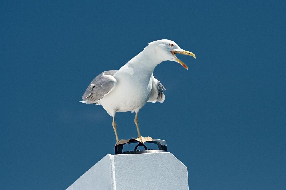 Free Image of Talking seagull 
