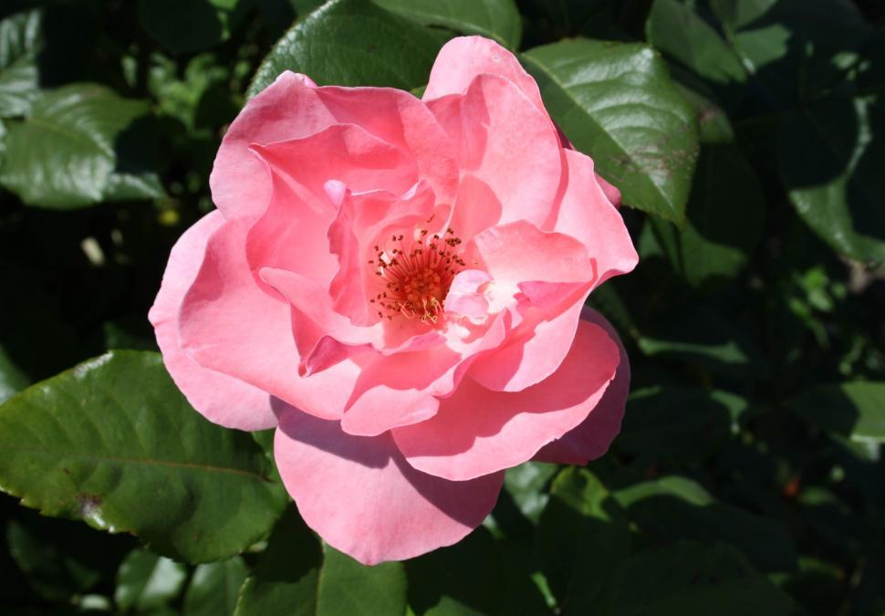 Free Image of Flower, close-up 