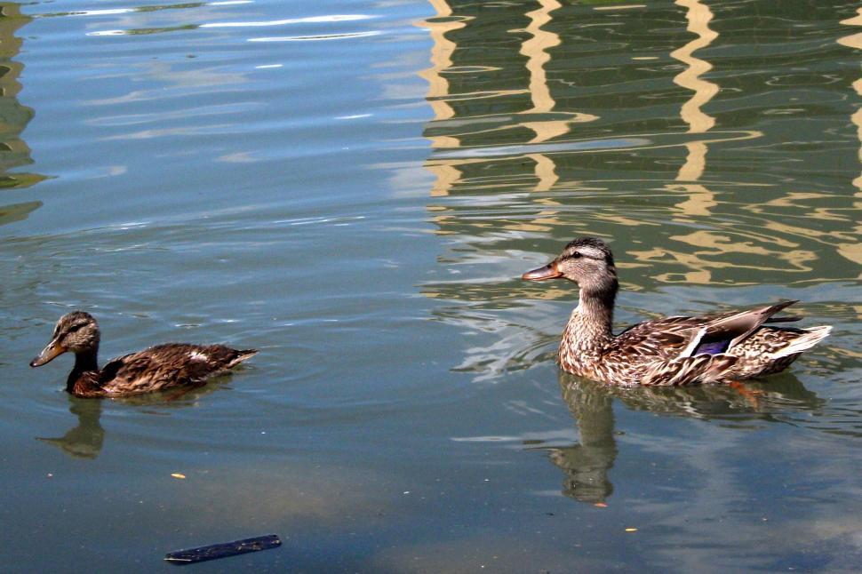 Free Image of Mother duck with duckling 