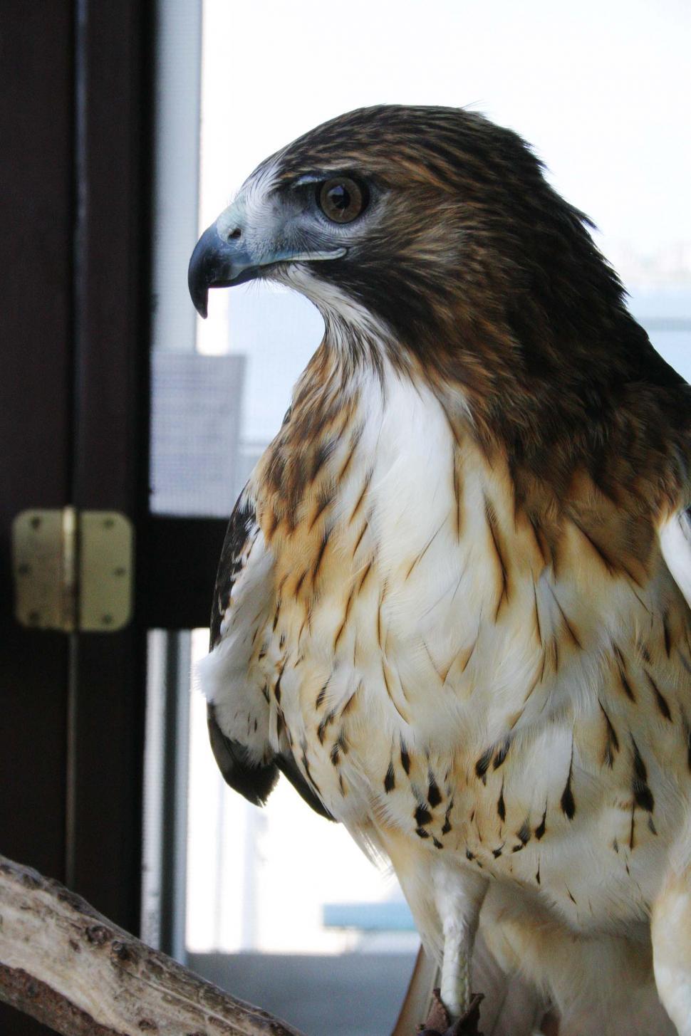 Free Image of Captive Redtail Hawk 