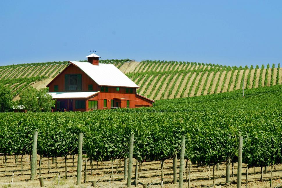 Free Image of Rolling hills vineyard 