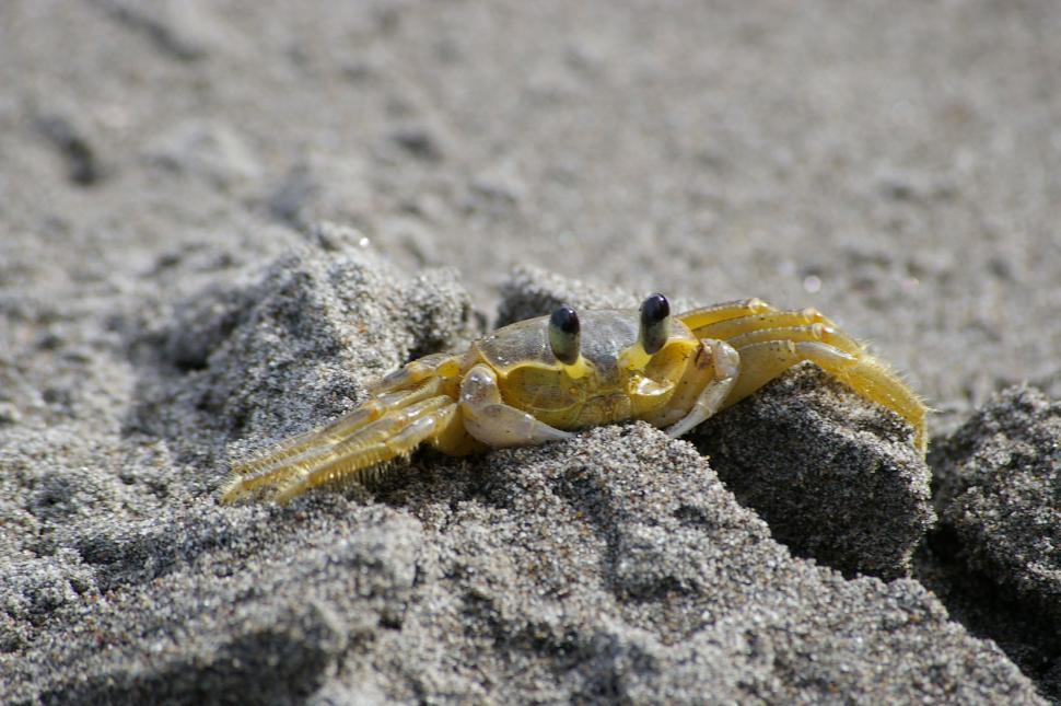 Free Image of Yellow and Black Scorpion Crawling in the Sand 