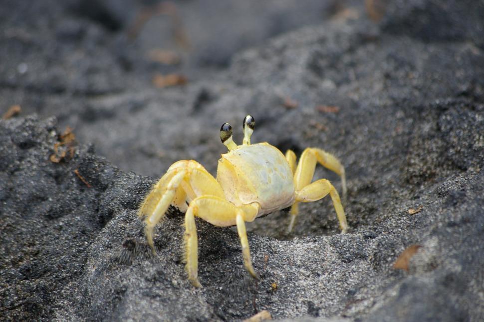 Free Image of Small Yellow Crab Sitting on Top of a Rock 