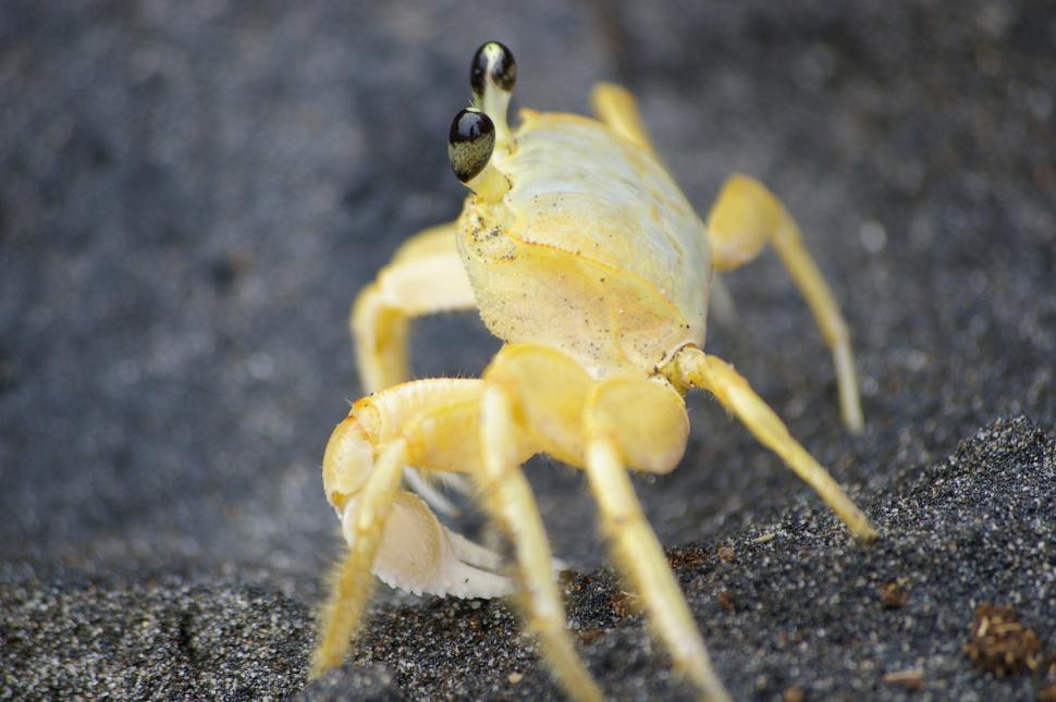 Free Image of Close Up of a Yellow Crab on the Ground 