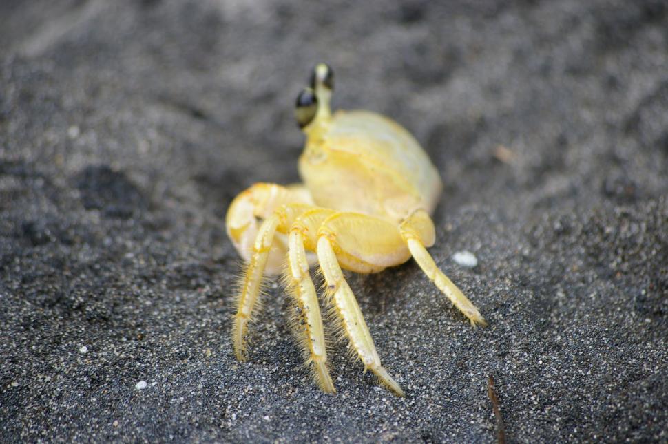 Free Image of Yellow Crab Crawling on Sand 