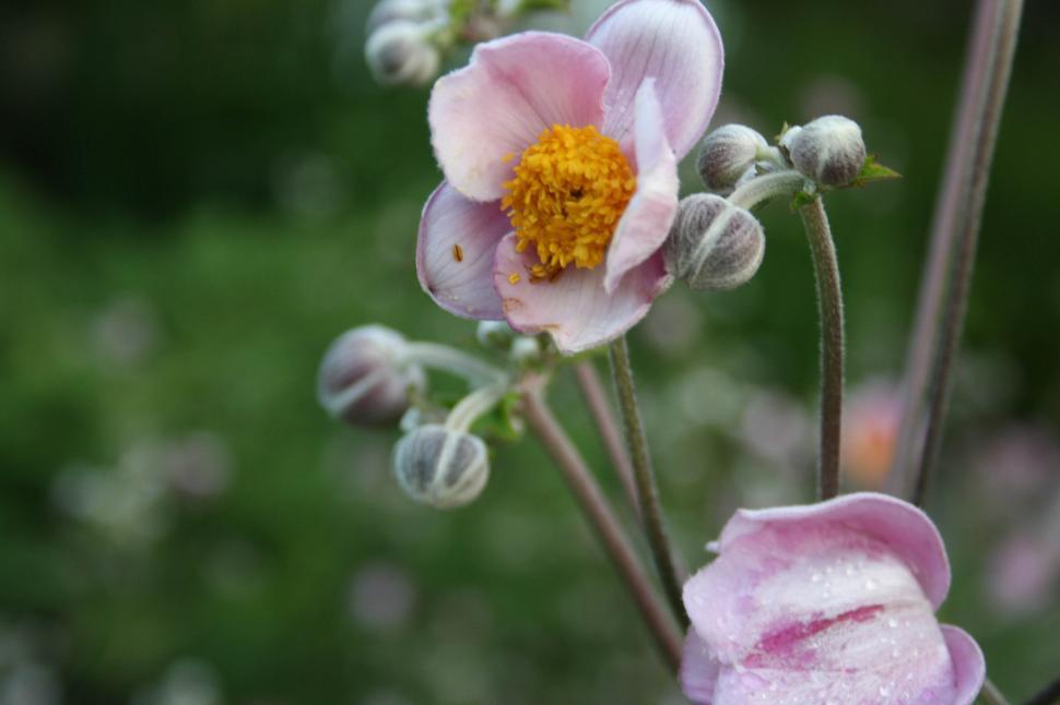 Free Image of Flower, close-up 