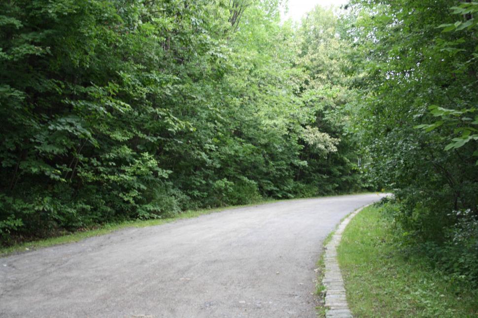 Free Image of Curved Road in Forest 