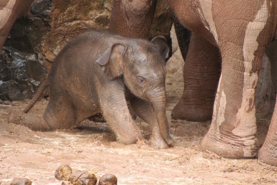 Free Image of BABY ELEPHANT 