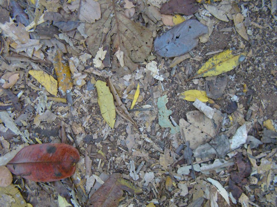 Free Image of Leafs texture 