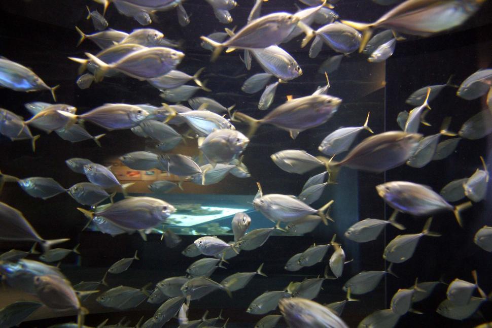 Free Image of School of Fish Swimming in Aquarium 
