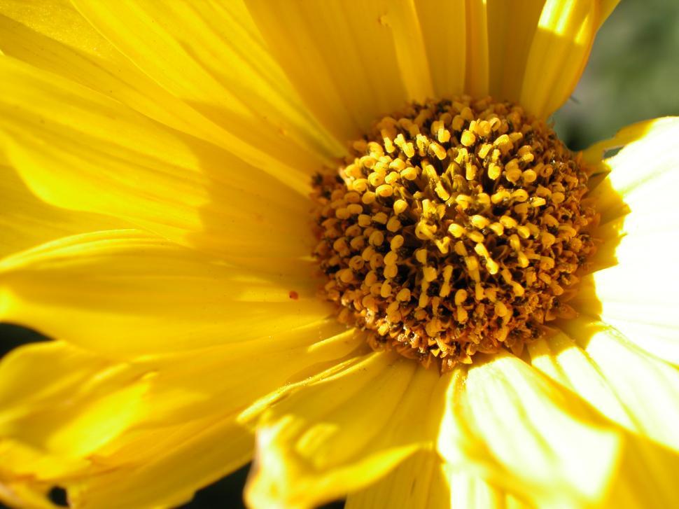 Free Image of yellow flowers 