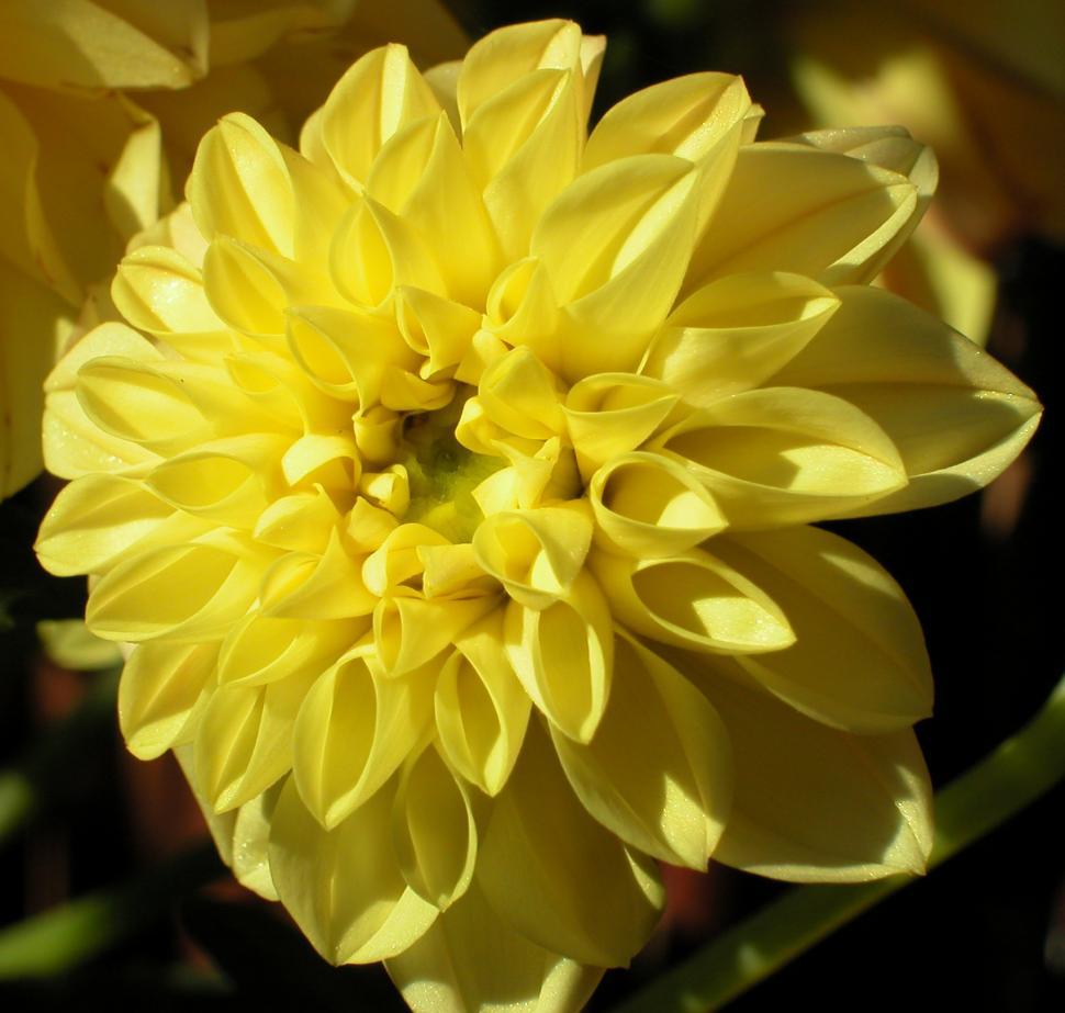 Free Image of yellow flowers 