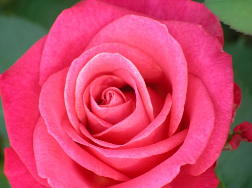Free Image of rose, pink, macro, flower 