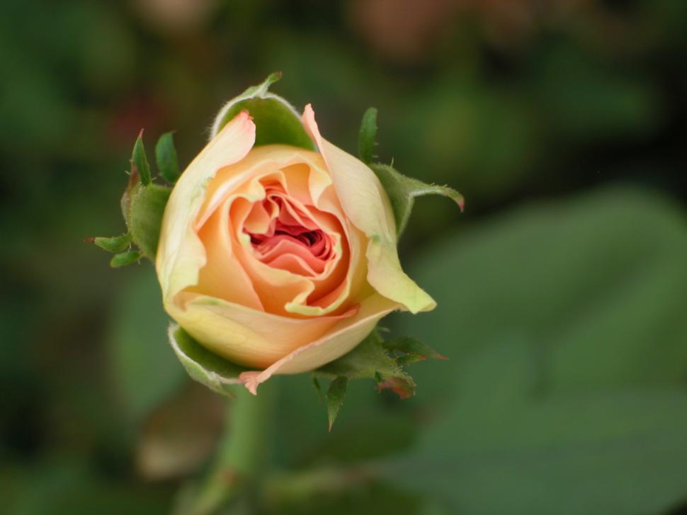 Free Image of rose, orange, macro, flower 