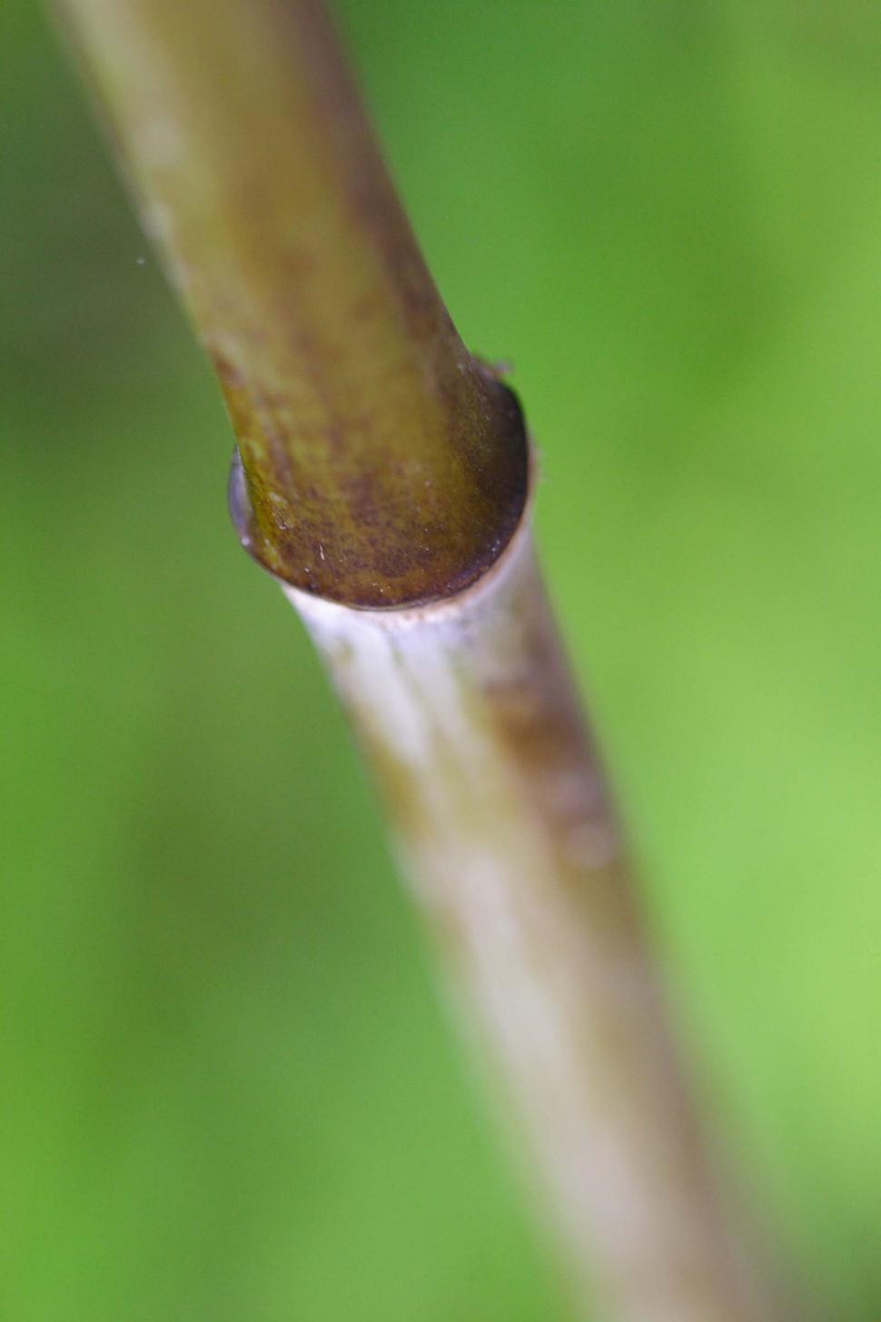 Free Image of Bamboo 