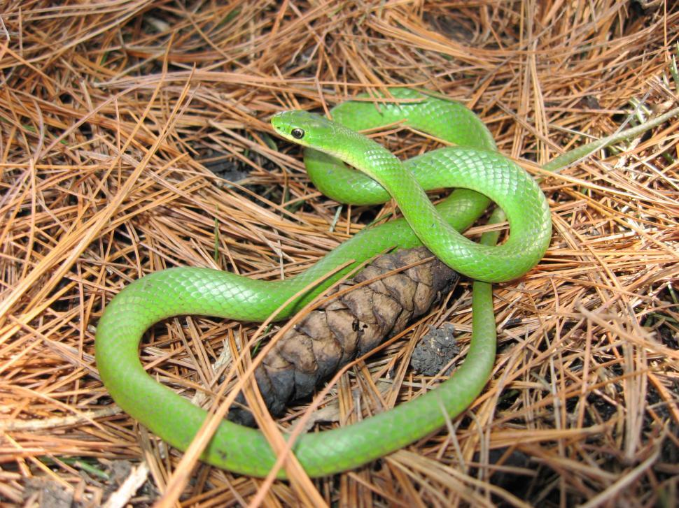 Free Image of Green Snake Holding Pine Cone in Mouth 