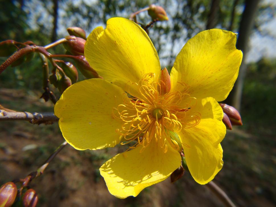 Free Image of Yellow flower 