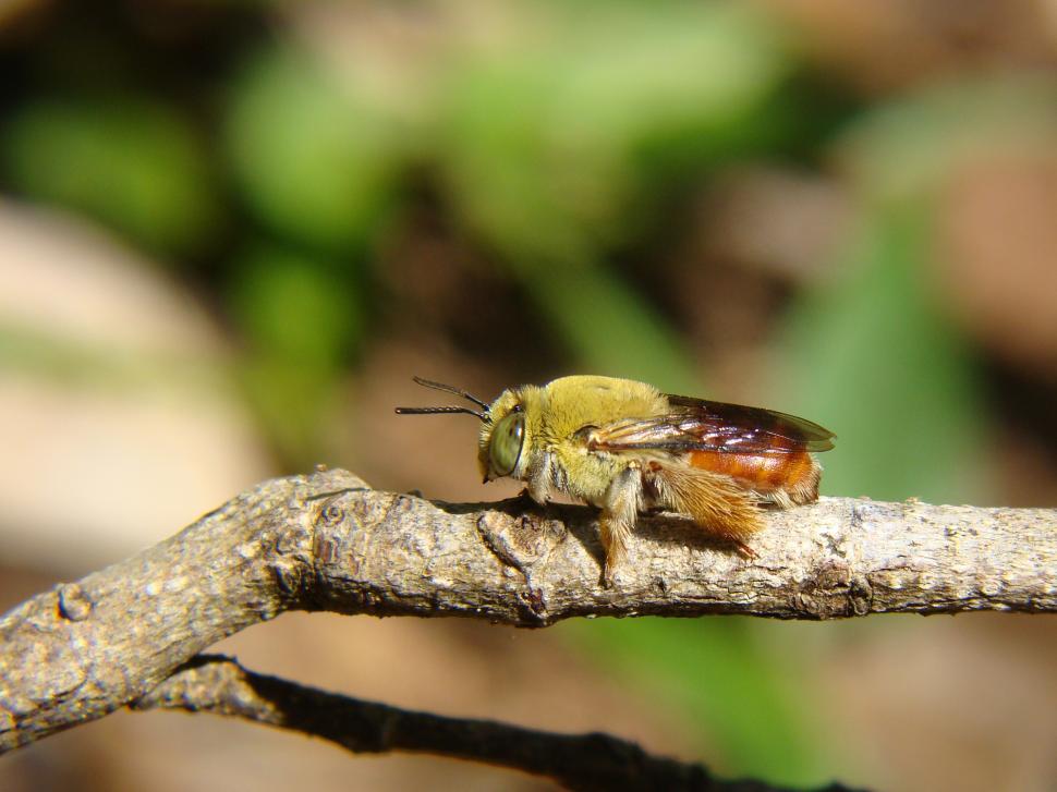 Free Image of Colored bee 