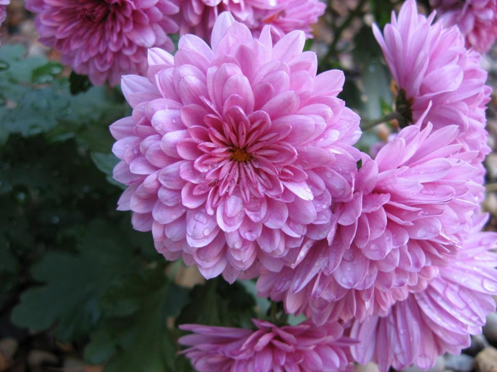 Free Image of Close Up of a Bunch of Pink Flowers 