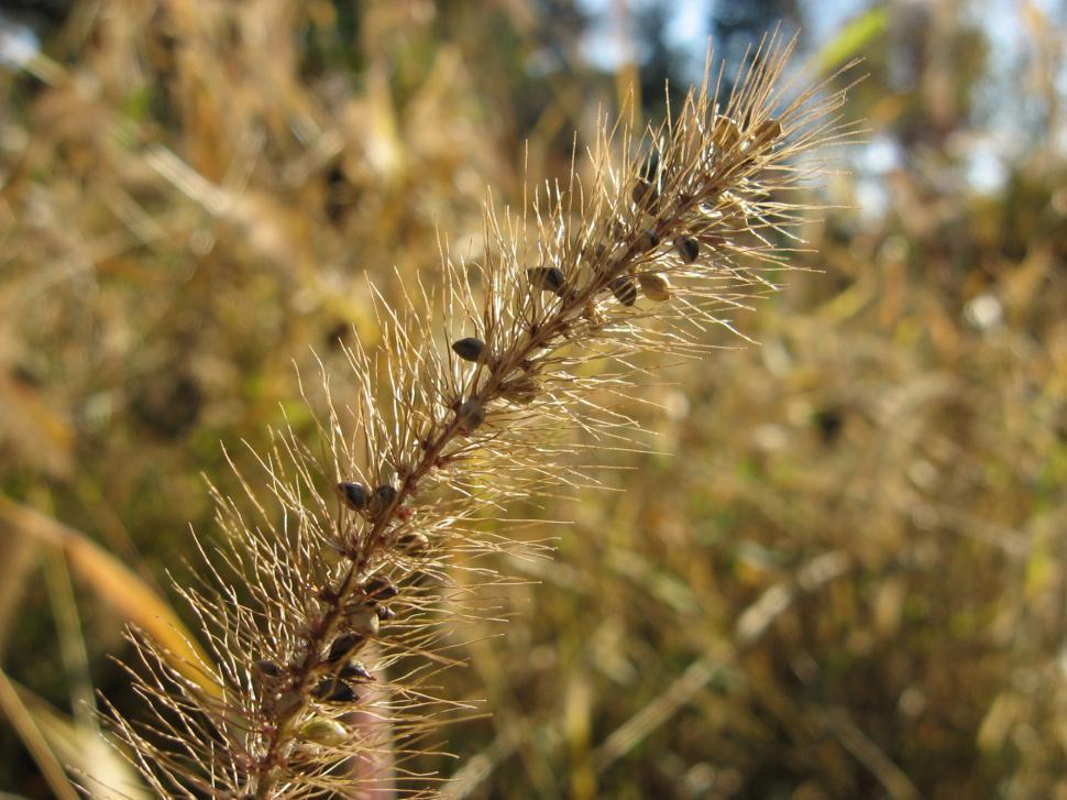 Free Image of Fall Wheat 