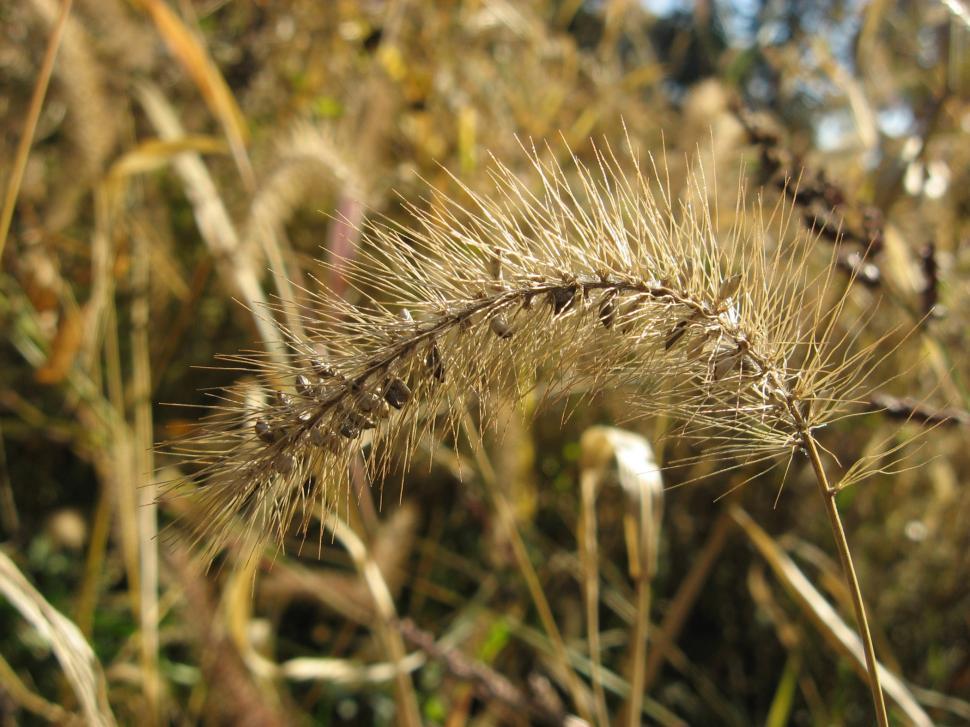 Free Image of Close Up of a Plant in a Field 