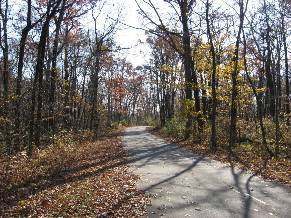 Free Image of Dirt Road Surrounded by Trees and Leaves 
