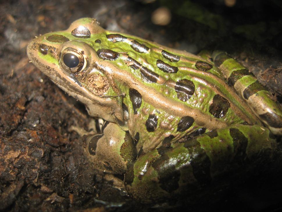 Free Image of Close Up of Frog on Rock 