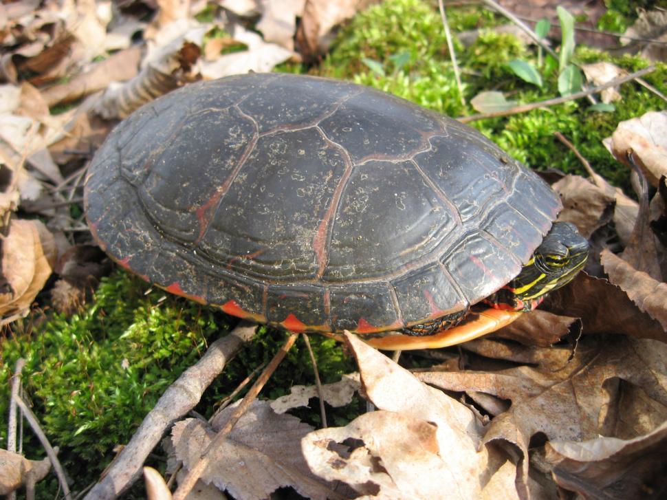 Free Image of Turtle Sitting on Top of a Pile of Leaves 