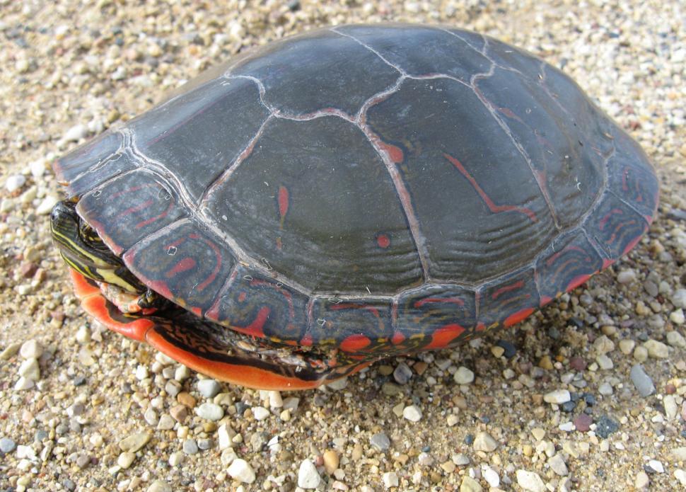 Free Image of Small Turtle Resting on Sandy Ground 