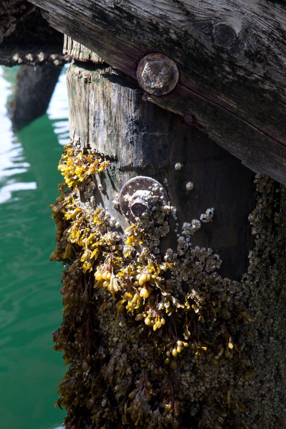 Free Image of Barnacles on a dock 