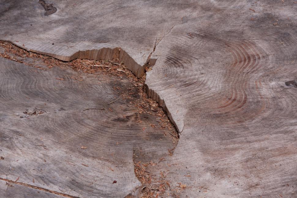 Free Image of Tree Stump 