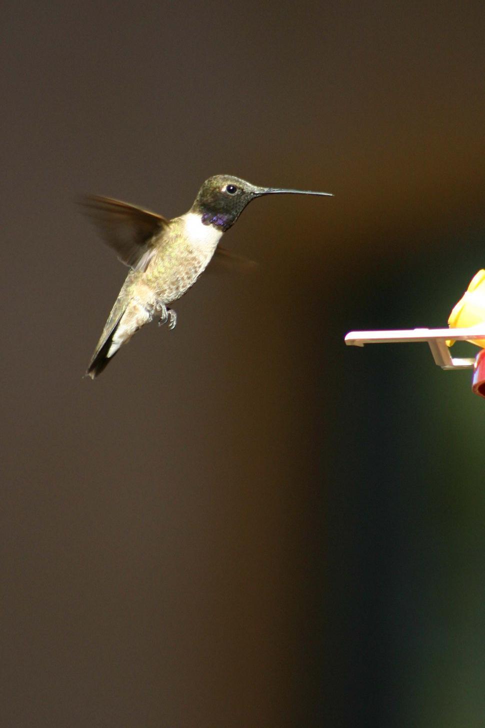Free Image of Hummingbird Flying Near Hummingbird Feeder 