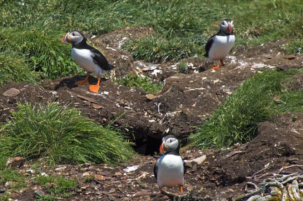 Free Image of Puffins 