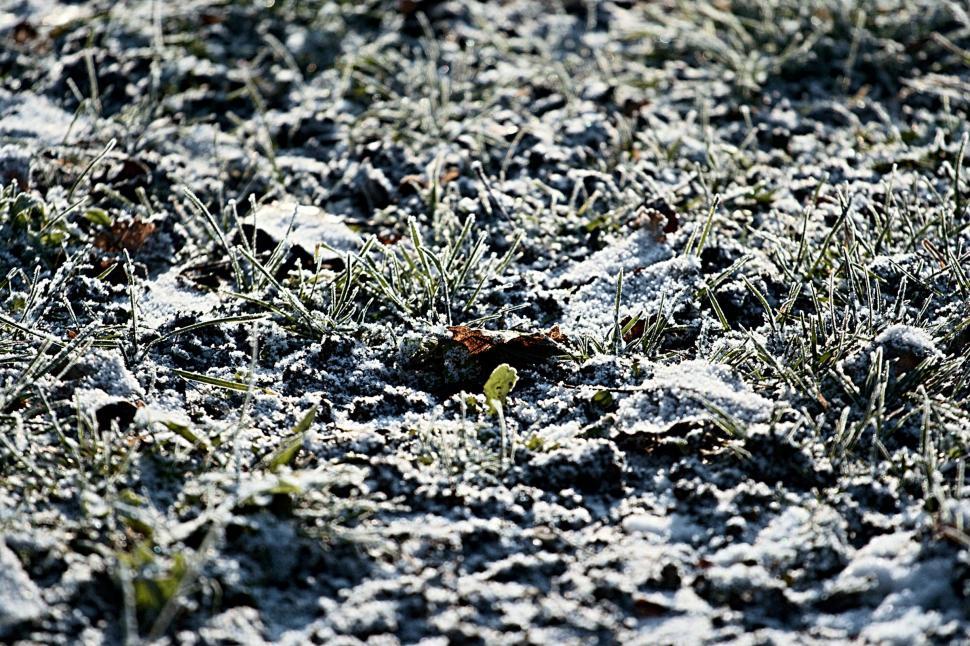 Free Image of Frozen grass 