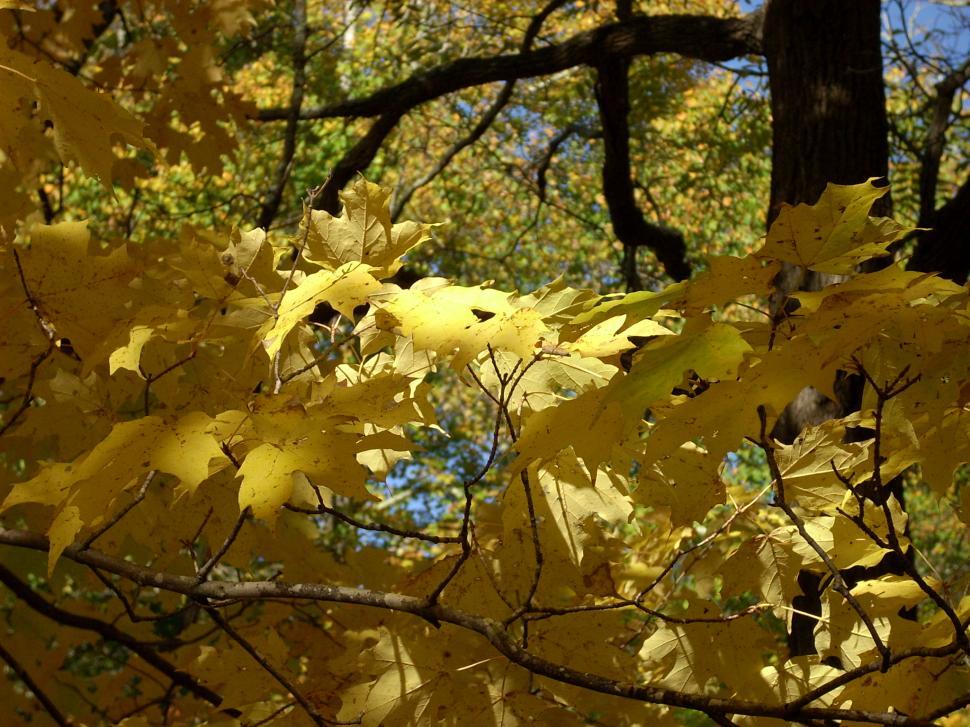 Free Image of Tree With Yellow Leaves in the Fall 