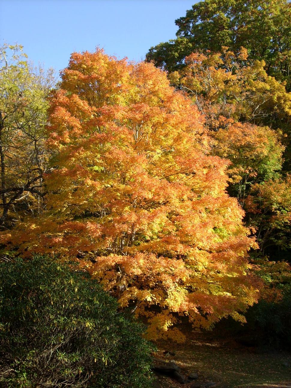 Free Image of Large Tree With Yellow Leaves in Park 