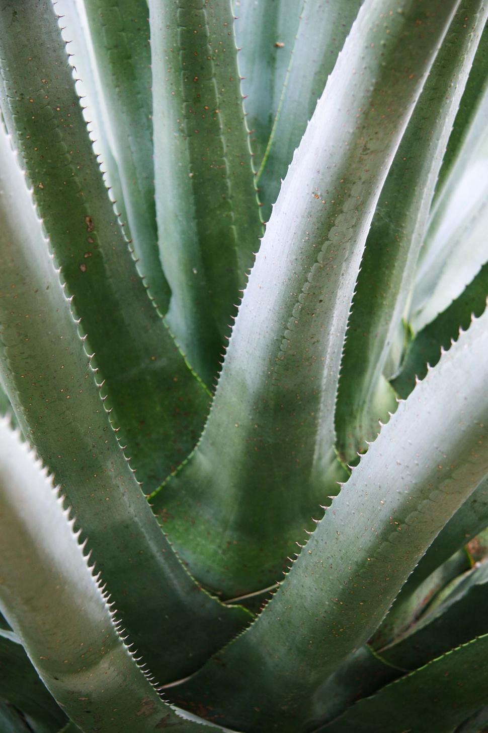 Free Image of Agave plant 