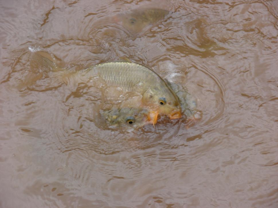 Free Image of Dead Fish Floating on Water Surface 