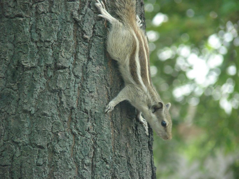 Free Image of Squirrel Climbing Up the Side of a Tree 