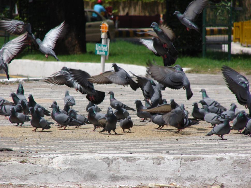 Free Image of A Flock of Pigeons Standing on Top of a Cement Slab 