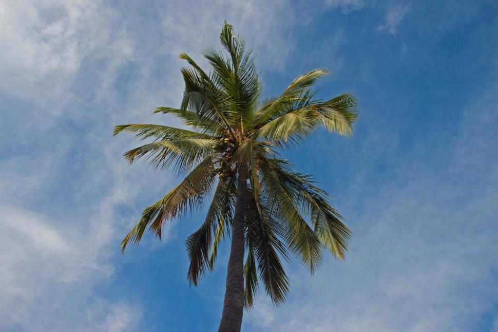 Free Image of Palm tree 