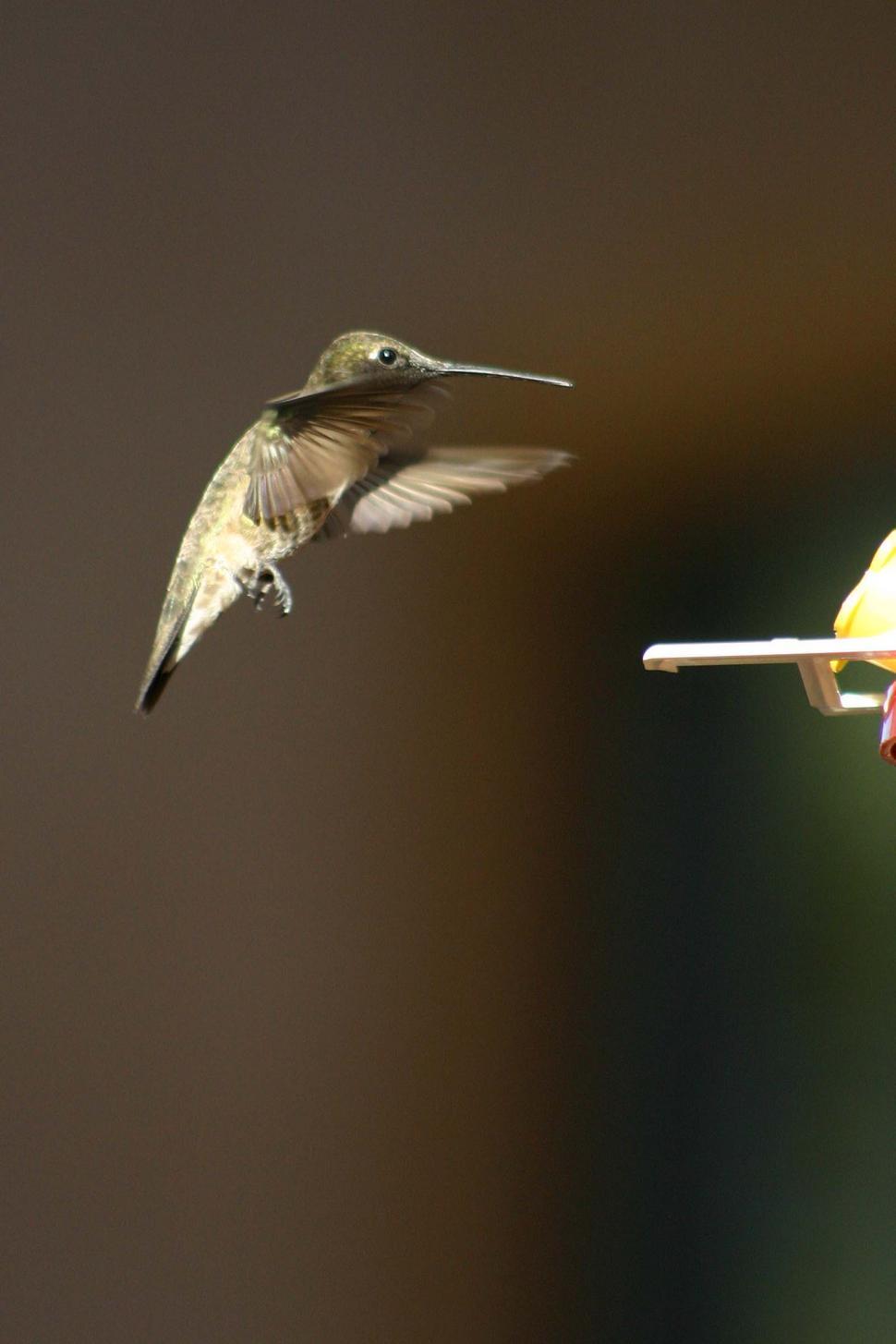 Free Image of Hummingbird Flying Next to Bird Feeder 