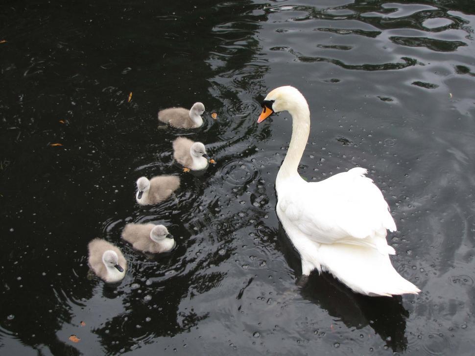 Free Image of Swans 
