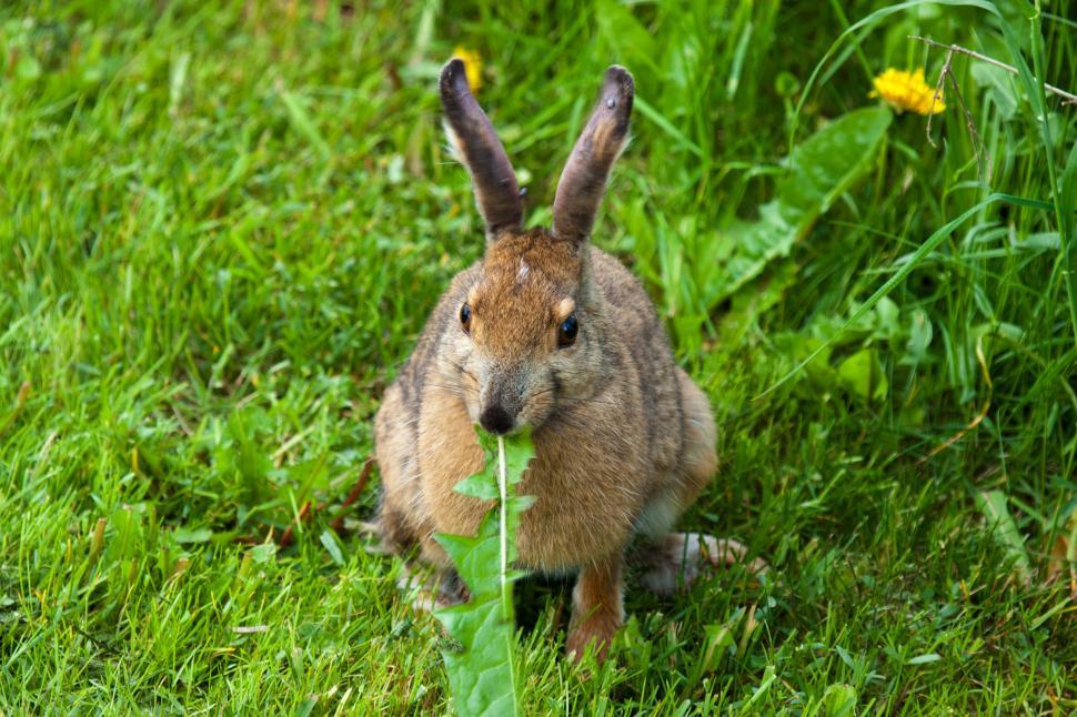 Free Image of Rabbit 