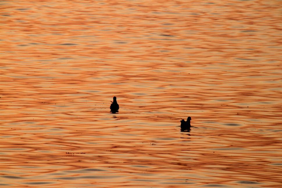 Free Image of Birds at sunset 