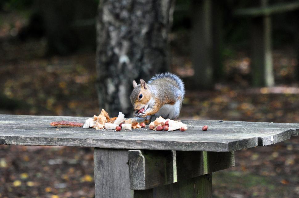 Free Image of Perry wood autumn squirrels and leaves 