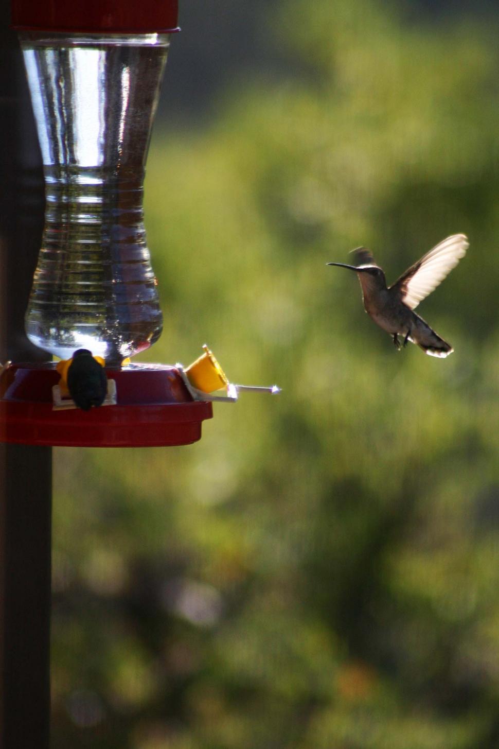 Free Image of Hummingbird Flying Towards Bird Feeder 